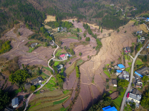 黄洋镇完成栽植黄茶2000亩-旺苍人民政府